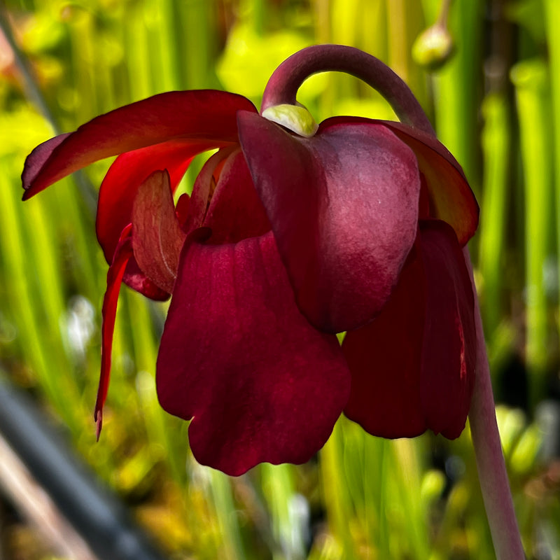 Sarracenia 'Bella'