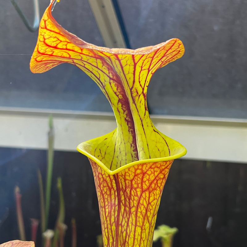 Sarracenia flava var. cuprea - Very Large Form MK-F153