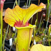 Sarracenia × catesbaei 'Golden Eagle'
