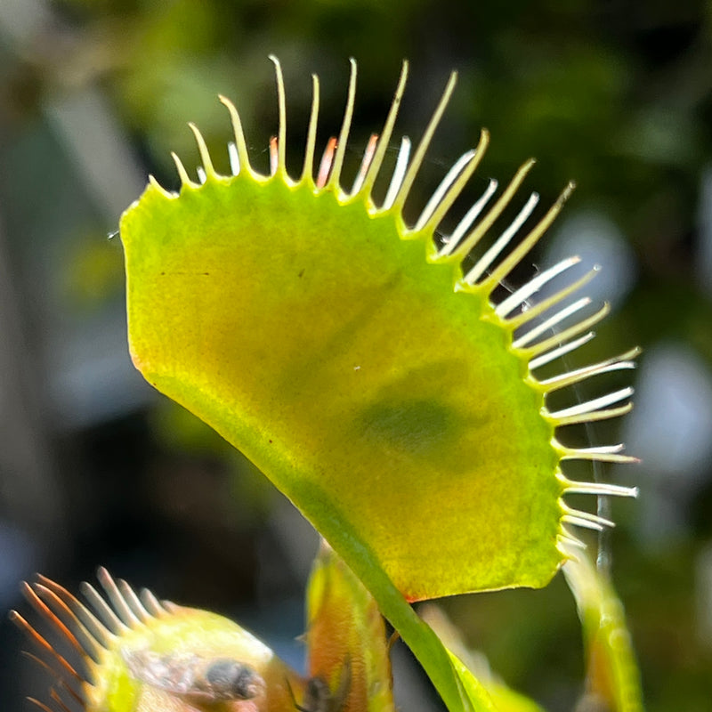 Dionaea muscipula 'Red Spider'