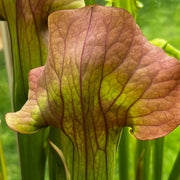 Sarracenia 'Asbo'