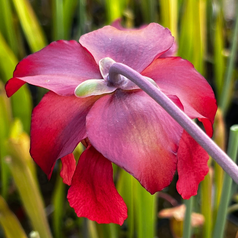 Sarracenia 'Taiappu'