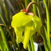 Sarracenia flava var. ornata 'Outlaw' (Bay County, Florida)