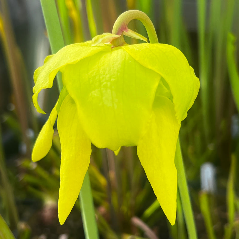 Sarracenia flava var. cuprea (Green Swamp, North Carolina)