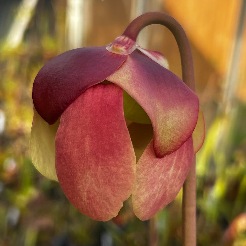 Sarracenia 'Johnny Marr'