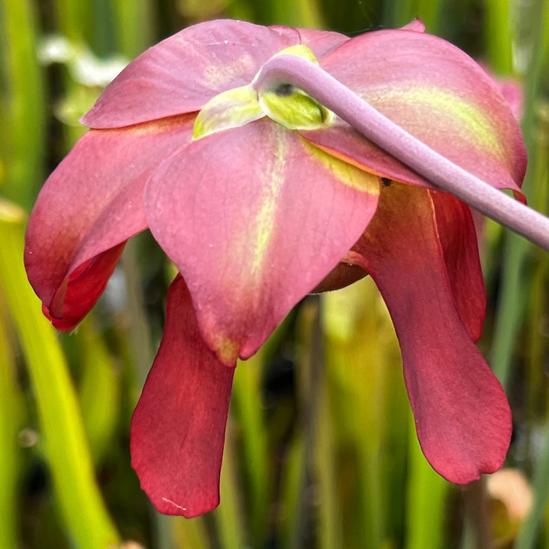 Sarracenia leucophylla var. alba 'Hurricane Creek White' - Clone F (Baldwin County, Alabama) MK-L145F