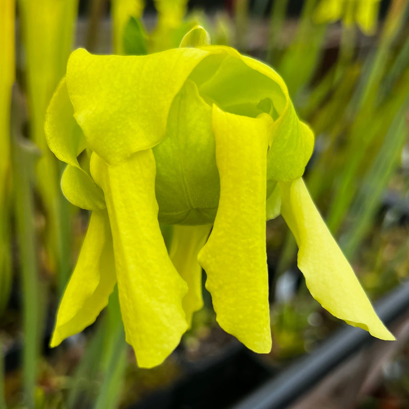 Sarracenia flava var. rubricorpora (Apalachicola National Forest, Florida) IP-F13