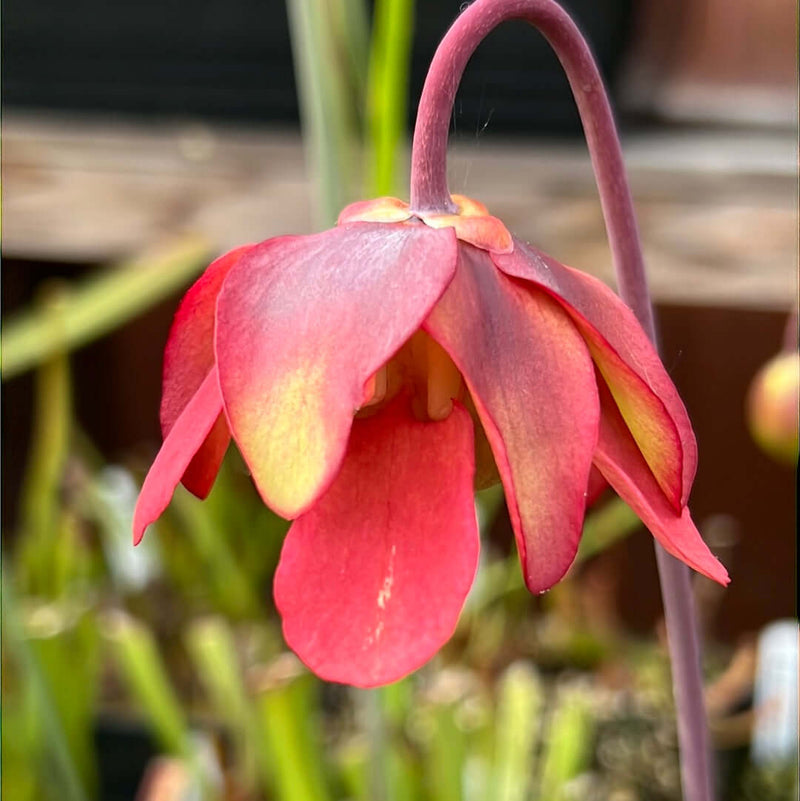 Sarracenia Leucophylla Var. Alba - Christian Klein
