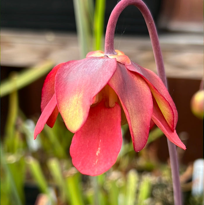 Sarracenia leucophylla var. alba - Christian Klein