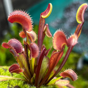 Dionaea muscipula 'Red Dentate'