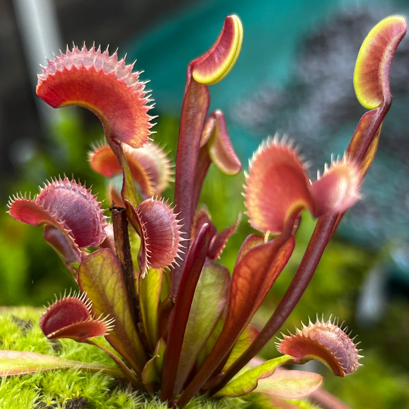 Dionaea muscipula 'Red Dentate'