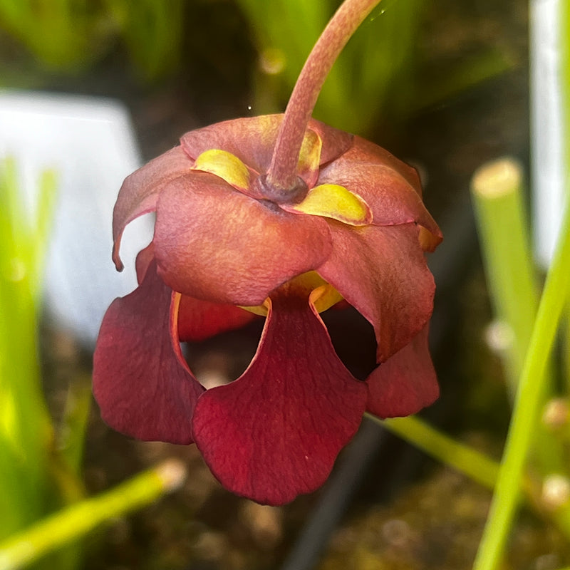 Sarracenia rubra subsp. alabamensis (Thorsby, Alabama) MK-RA3