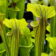 Sarracenia flava - Intervarietal