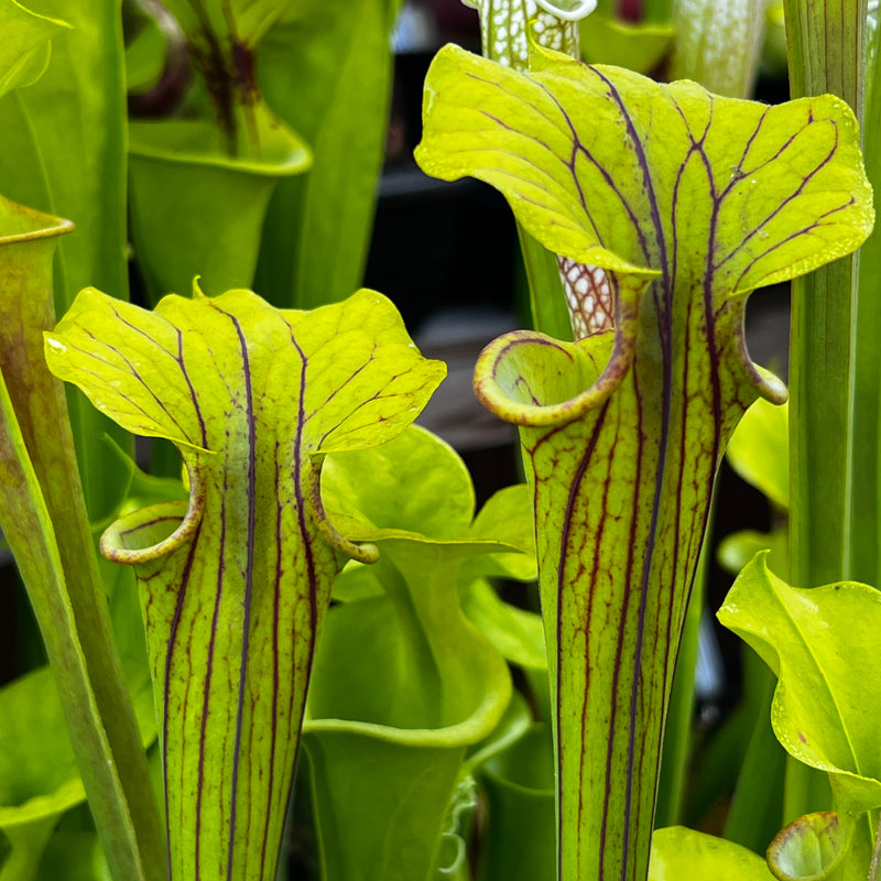 Sarracenia flava - Intervarietal