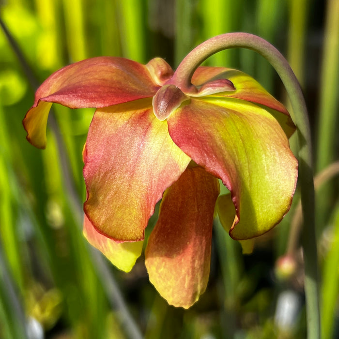 Sarracenia × popei