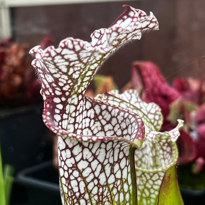 Sarracenia leucophylla var. leucophylla - Purple & White Giant