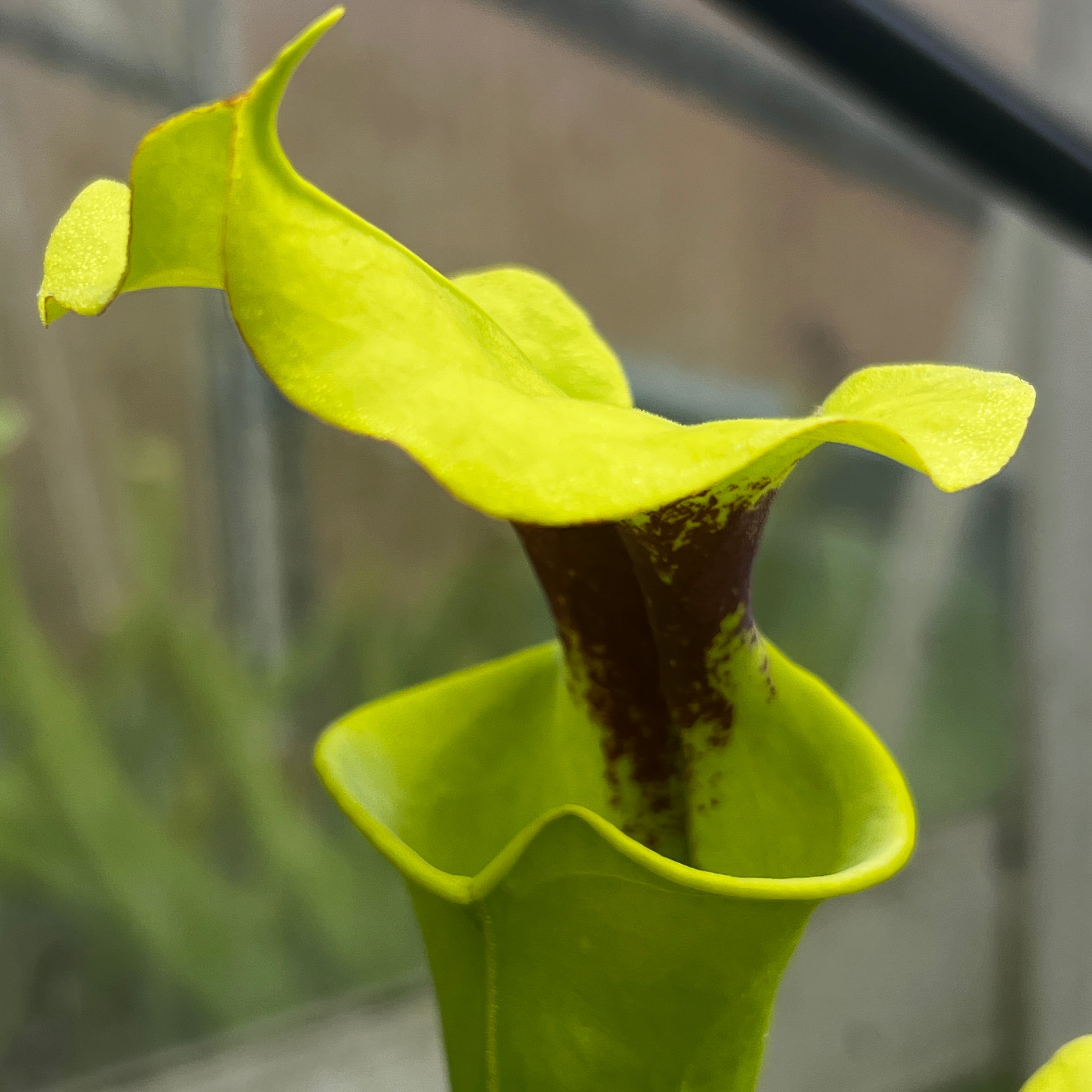 Sarracenia flava rugelii (Milton Co., FL) | Carnivorous Plant