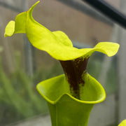 Sarracenia flava var. rugelii (Milton County, Florida) PJP-F RUG 01