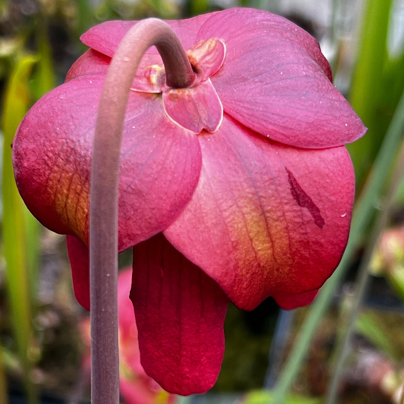 Sarracenia 'Constance Healy'
