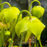 Sarracenia oreophila var. oreophila - Vigorous MK-O10