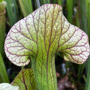 Sarracenia 'Constance Healy'