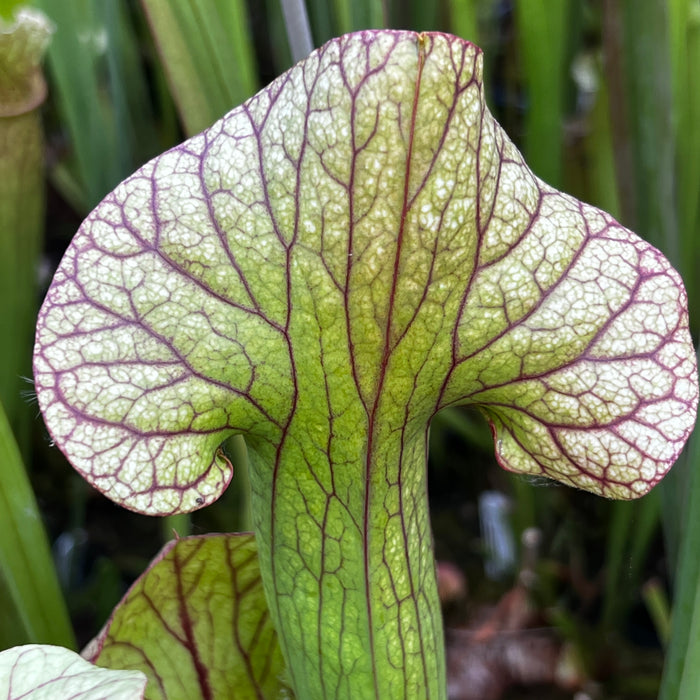 Sarracenia 'Constance Healy'