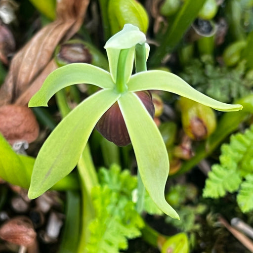 Darlingtonia californica (Cobra Lily)
