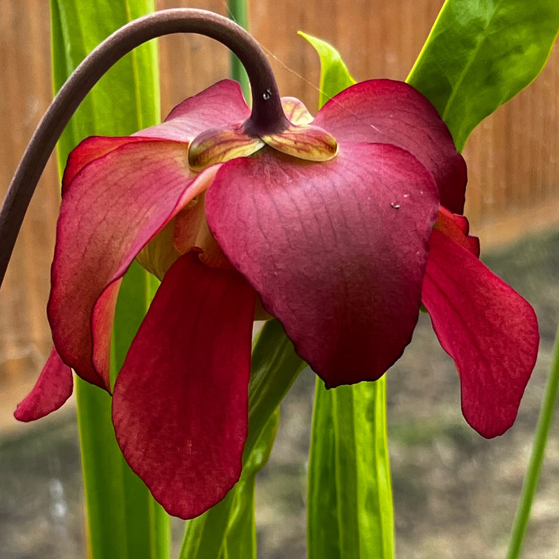 Sarracenia × areolata 'Langford Williams'