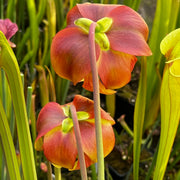 Sarracenia 'La Bête'