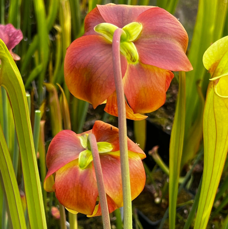 Sarracenia 'La Bête'