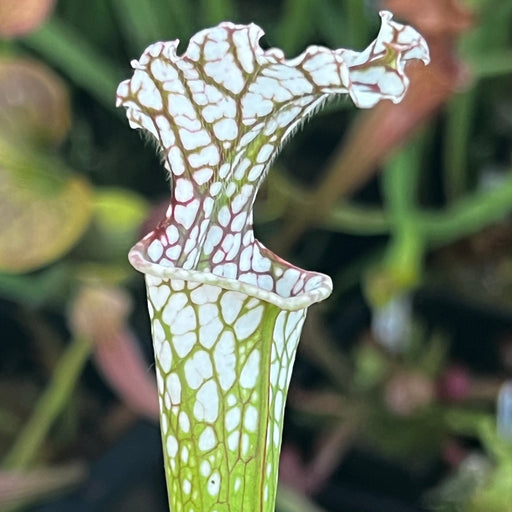 Sarracenia Leucophylla - L3C Yuri Sarzi