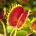 Dionaea muscipula 'Chinese Dumpling'