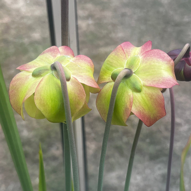 Sarracenia (× mitchelliana X × moorei) X rubra subsp. wherryi 'Giant' LB-SH80e