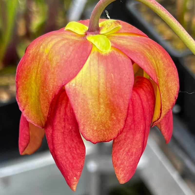 Sarracenia 'Saxapahaw'