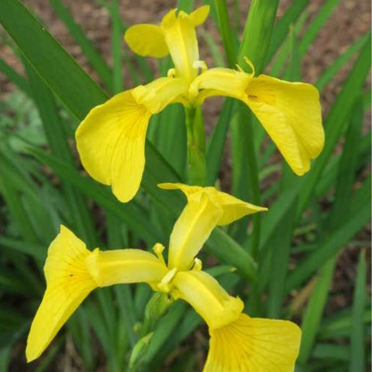 iris pseudata kimboshi marginal pond plants mp050a