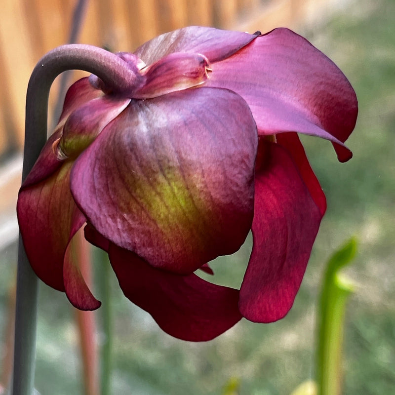 Sarracenia 'Lynda Butt'
