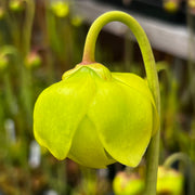 Sarracenia Manta Ray