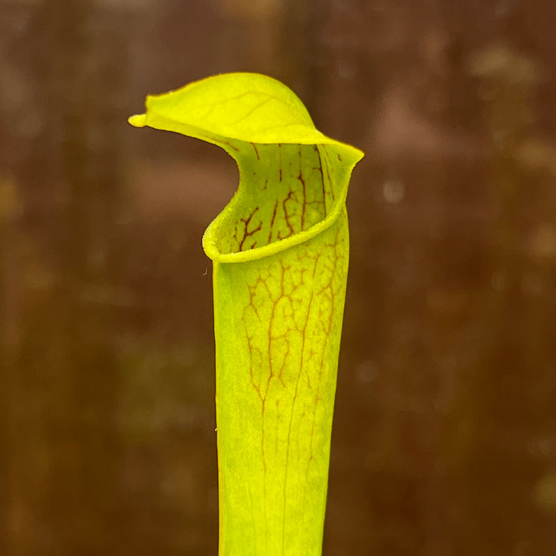 Sarracenia × miniata
