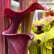 Sarracenia flava var. atropurpurea (Santa Rosa Beach, Walton County, Florida)