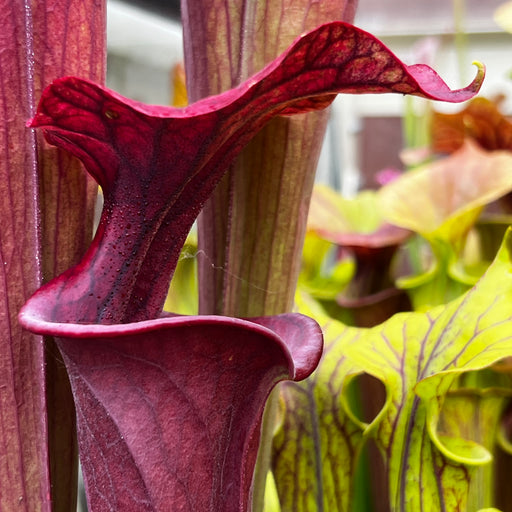 Sarracenia flava var. atropurpurea (Santa Rosa Beach, Walton County, Florida)