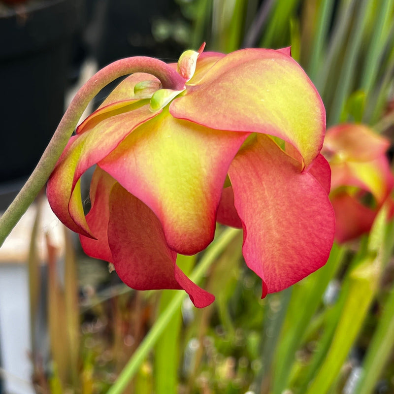 Sarracenia 'Triceratops'