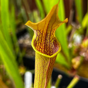 Sarracenia rubra subsp. alabamensis (ICPS Location Code AL003, Alabama) MK-RA5