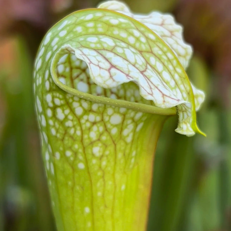 Sarracenia × excellens - Yellow Flower