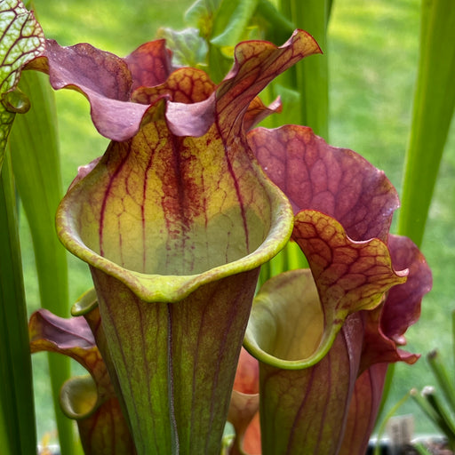 Sarracenia 'Copper Vase'
