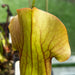 Sarracenia 'True Blood'