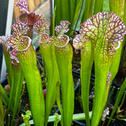 Sarracenia × mitchelliana 'Mary Cheek'
