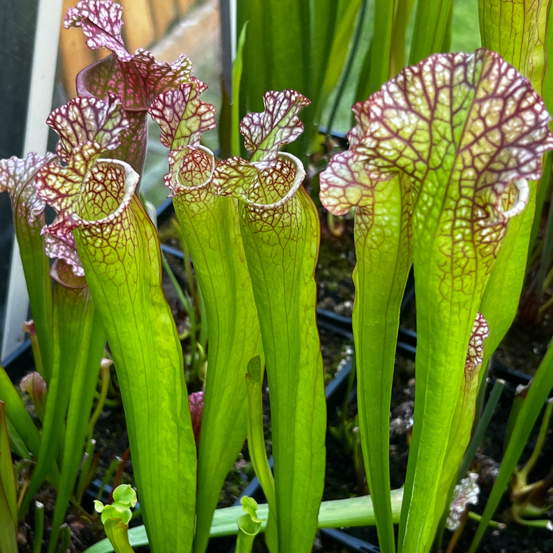 Sarracenia × mitchelliana 'Mary Cheek'