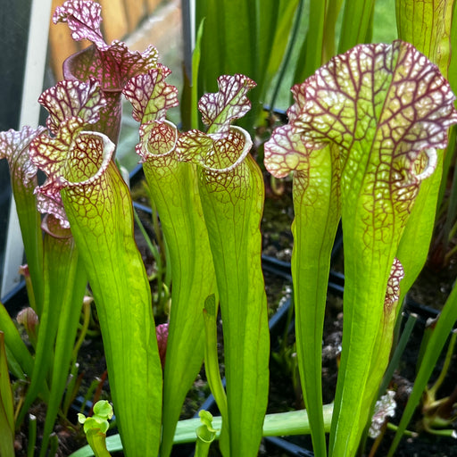 Sarracenia × mitchelliana 'Mary Cheek'