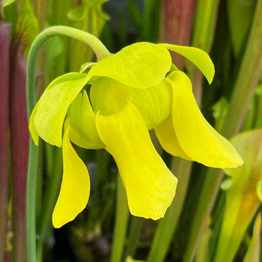 Sarracenia flava var. atropurpurea - Marston Exotics MK-F174