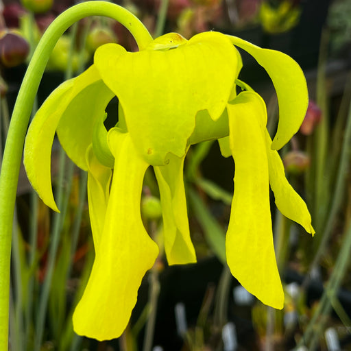 Sarracenia flava var. flava - Giant (Green Swamp, North Carolina) MK-F228